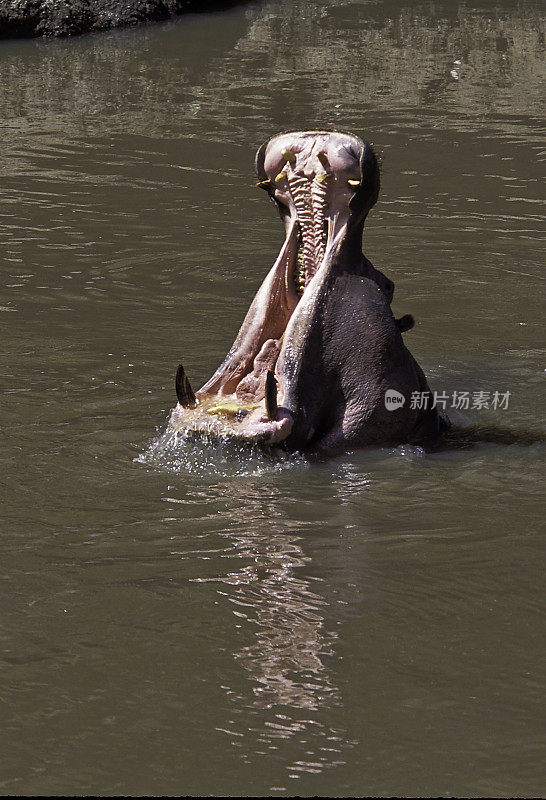 河马(amphibius hippopotamus amphibius)，或河马(hippo)，源自古希腊语“河马”，是撒哈拉以南非洲的一种大型食草哺乳动物。